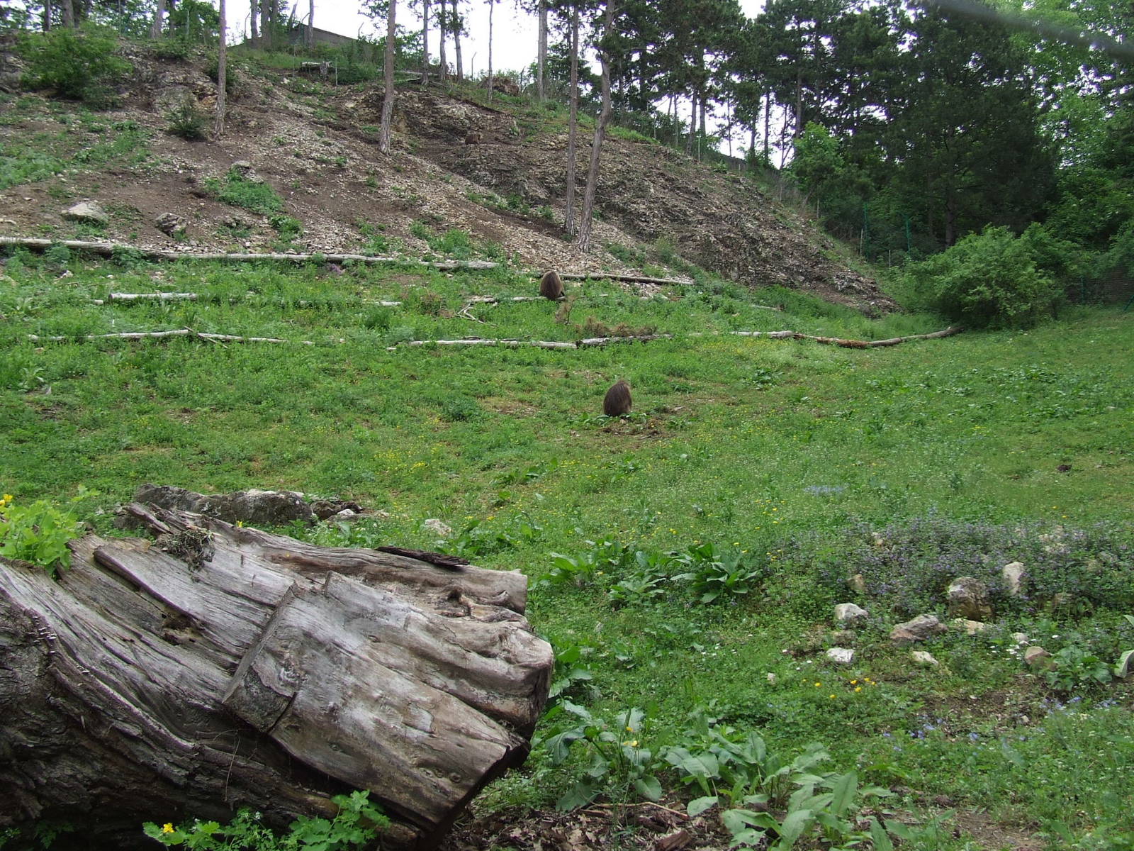 Gelada enclosure @ Veszprem Zoo, Hungary