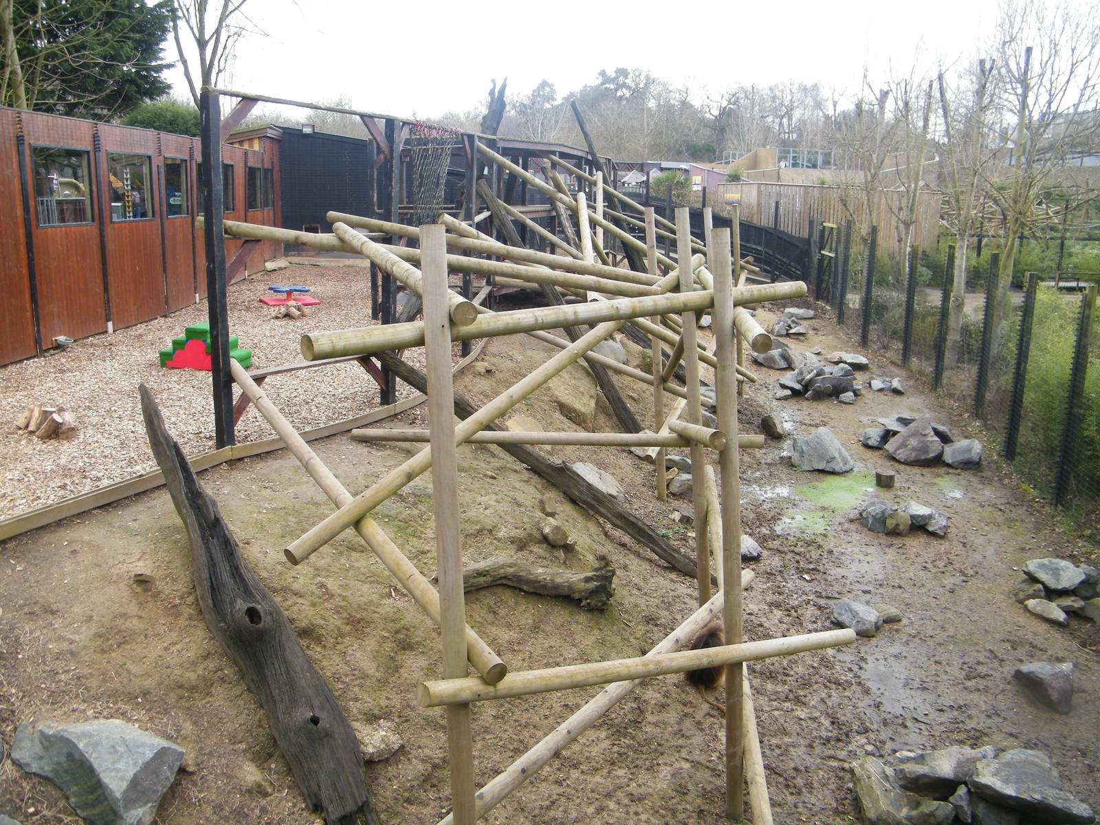 gelada enclosure