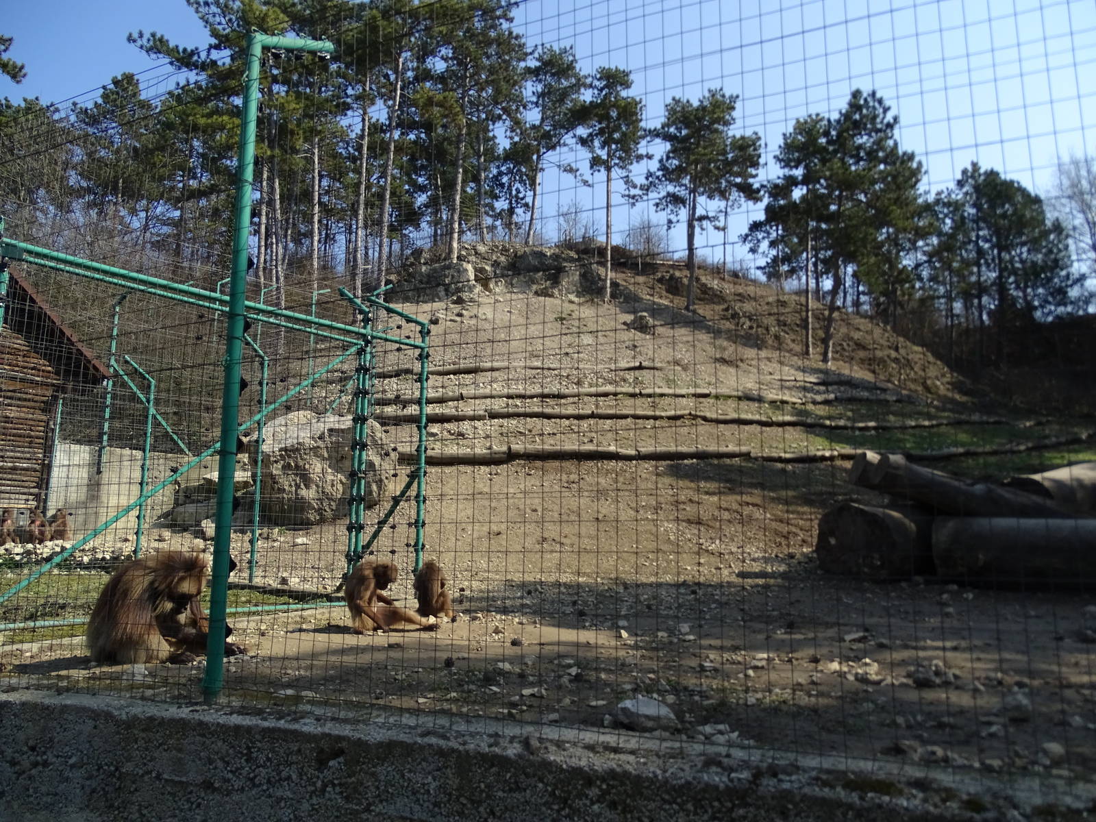 Gelada enclosure