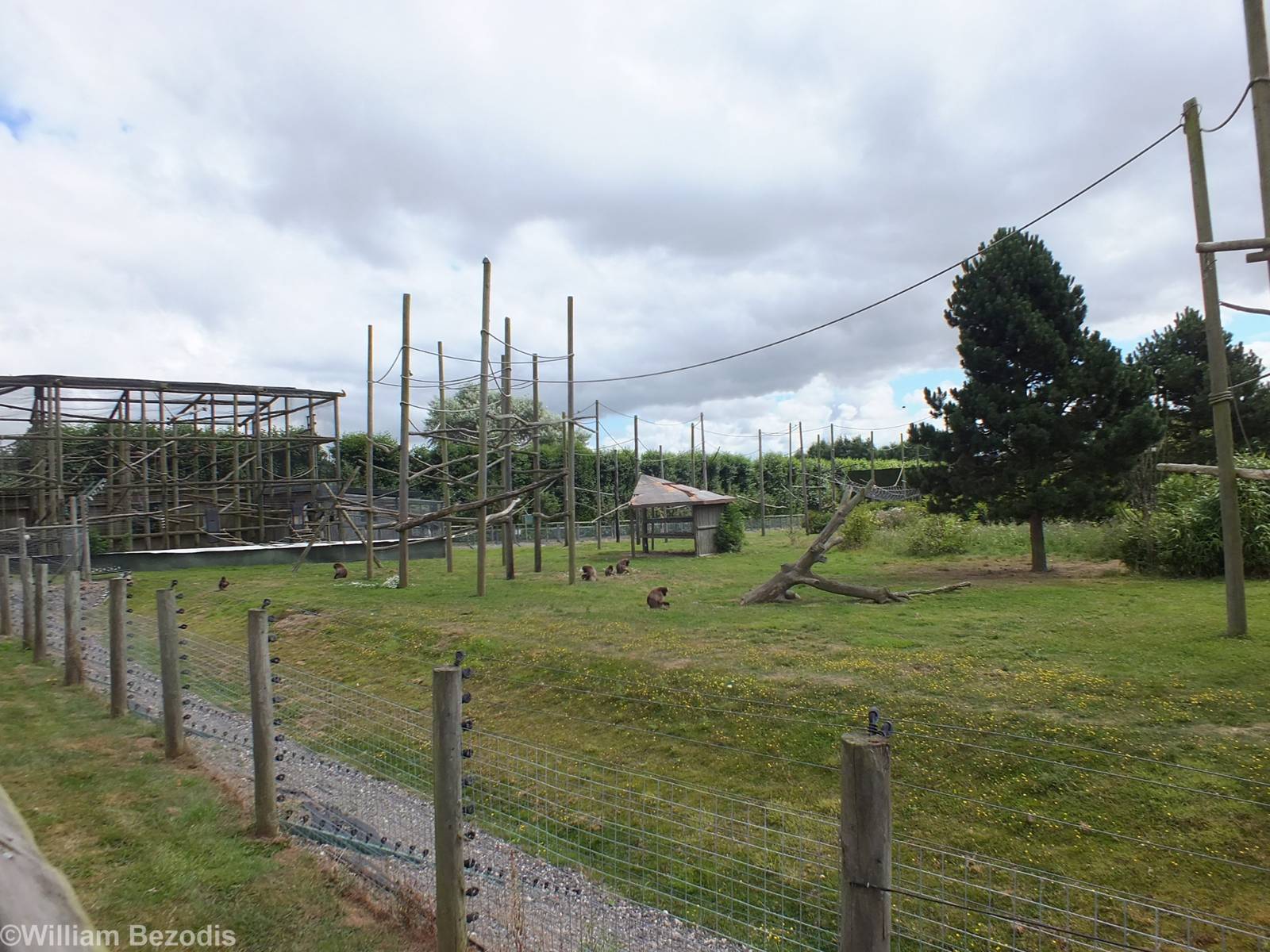 Gelada Enclosure