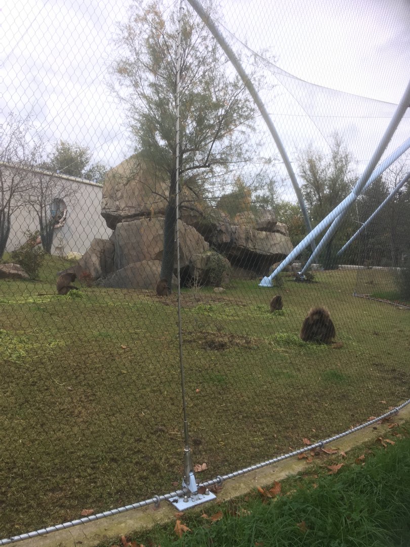 Gelada enclosure