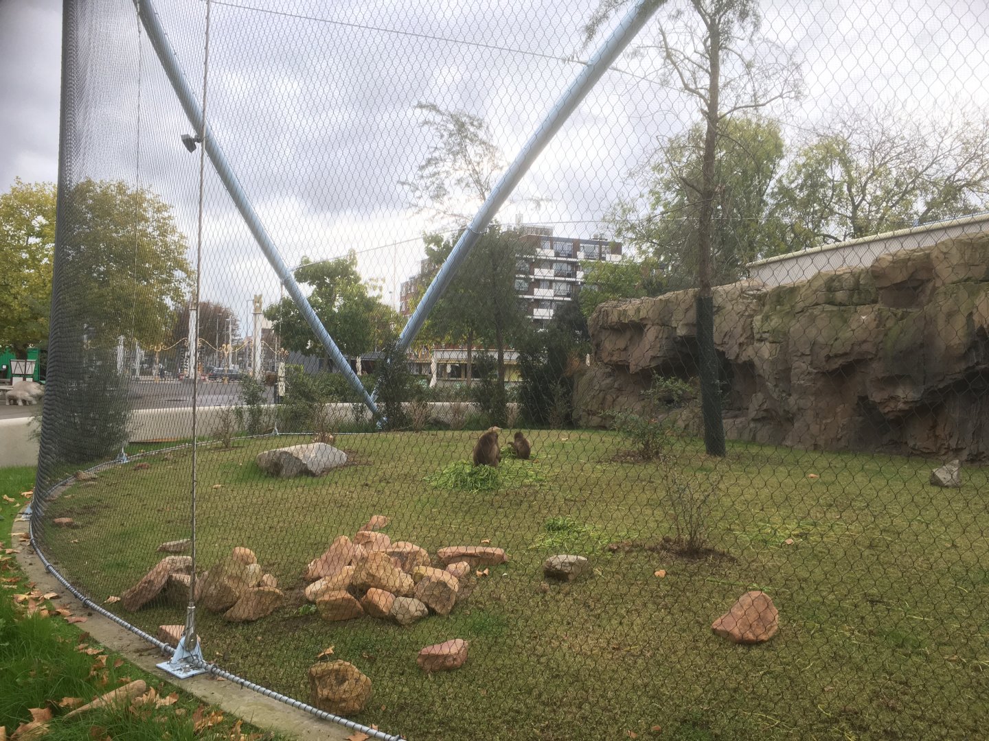 Gelada enclosure