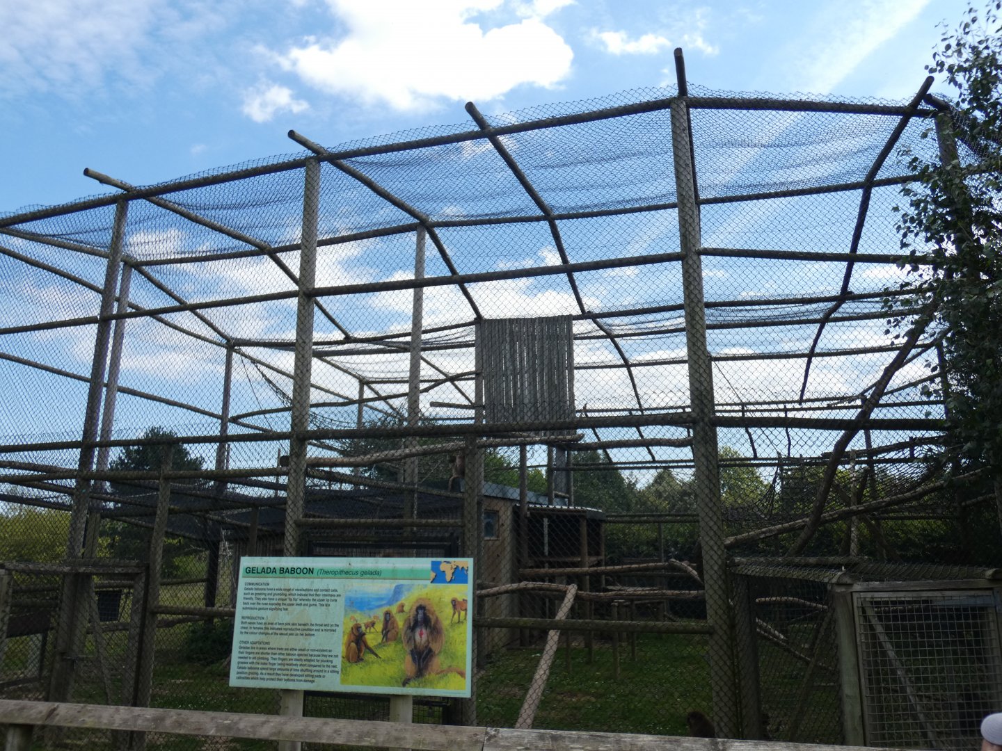 Gelada enclosure