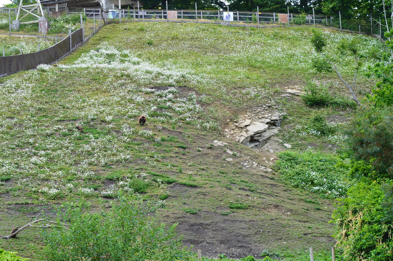 Gelada enclosure