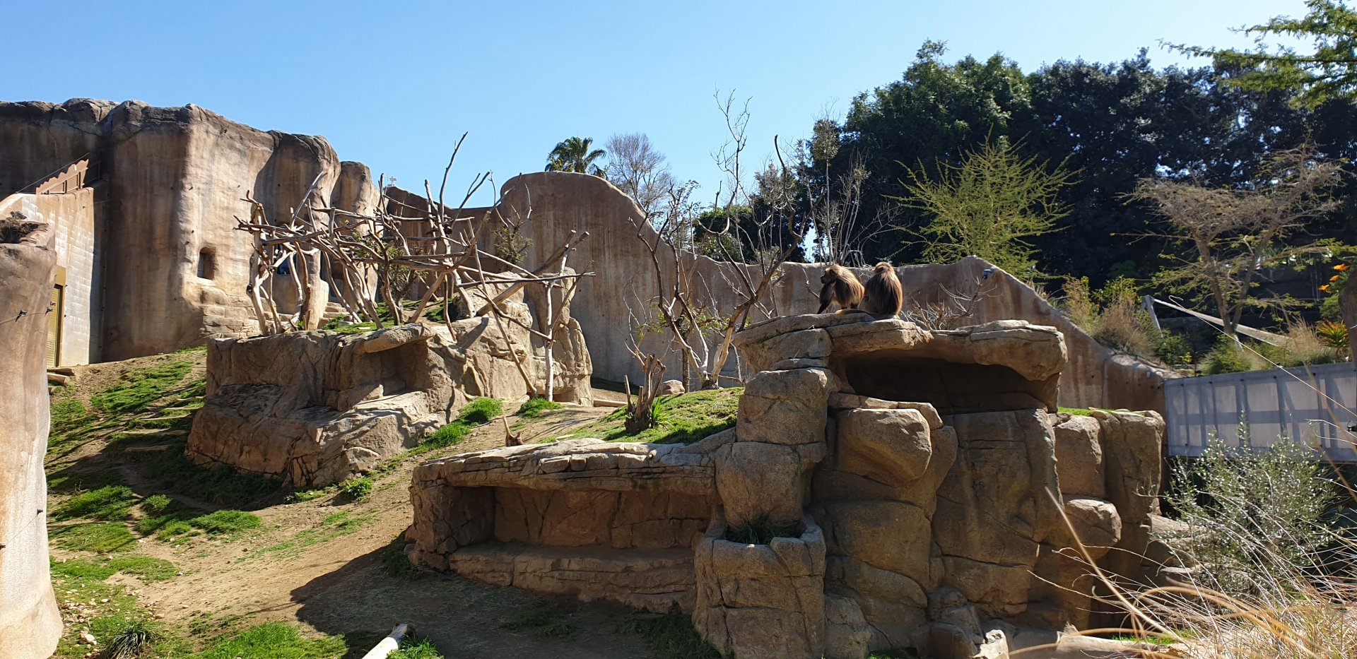 Gelada exhibit, Africa Rocks