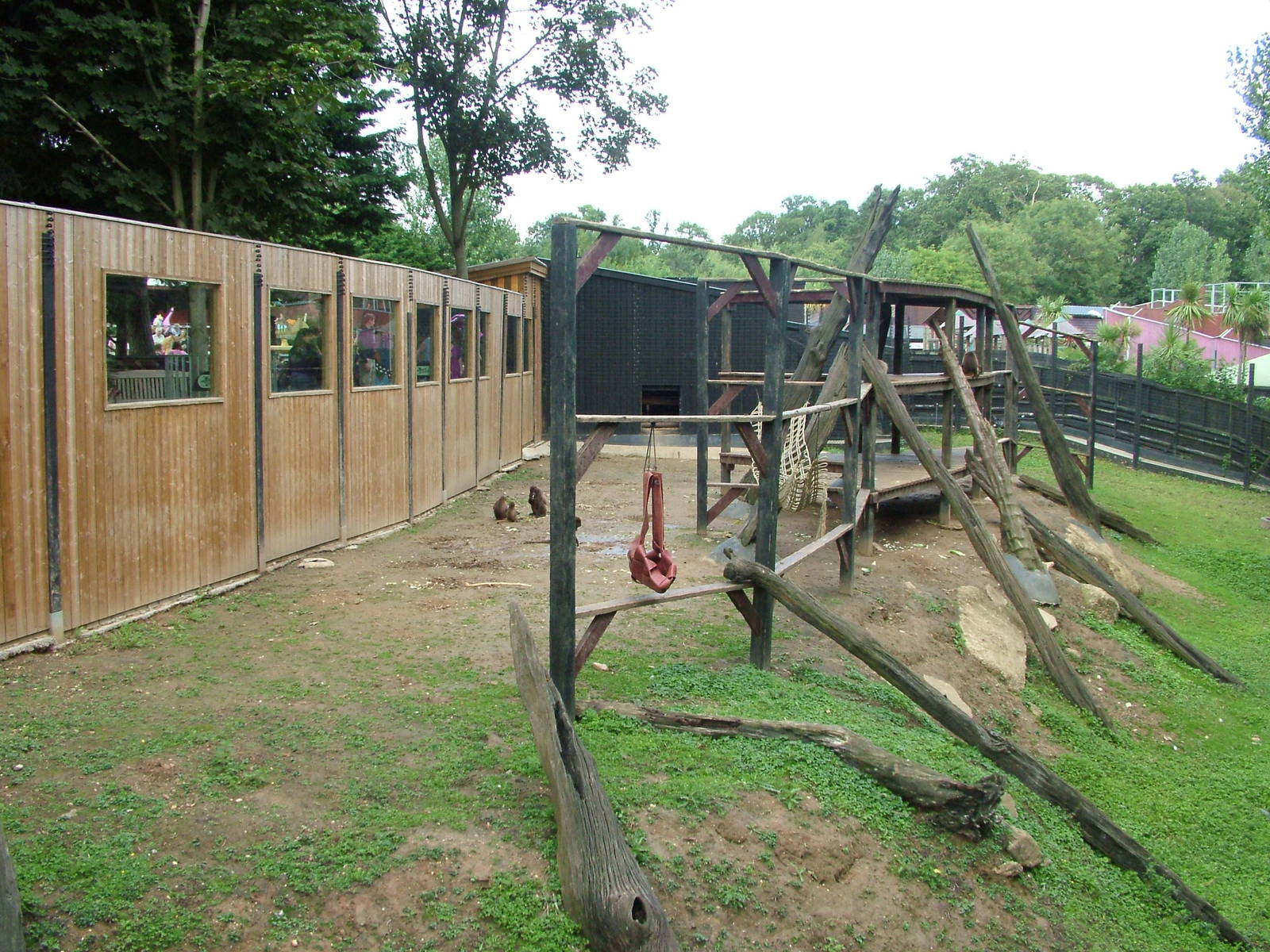Gelada Exhibit at Colchester, 28/08/10
