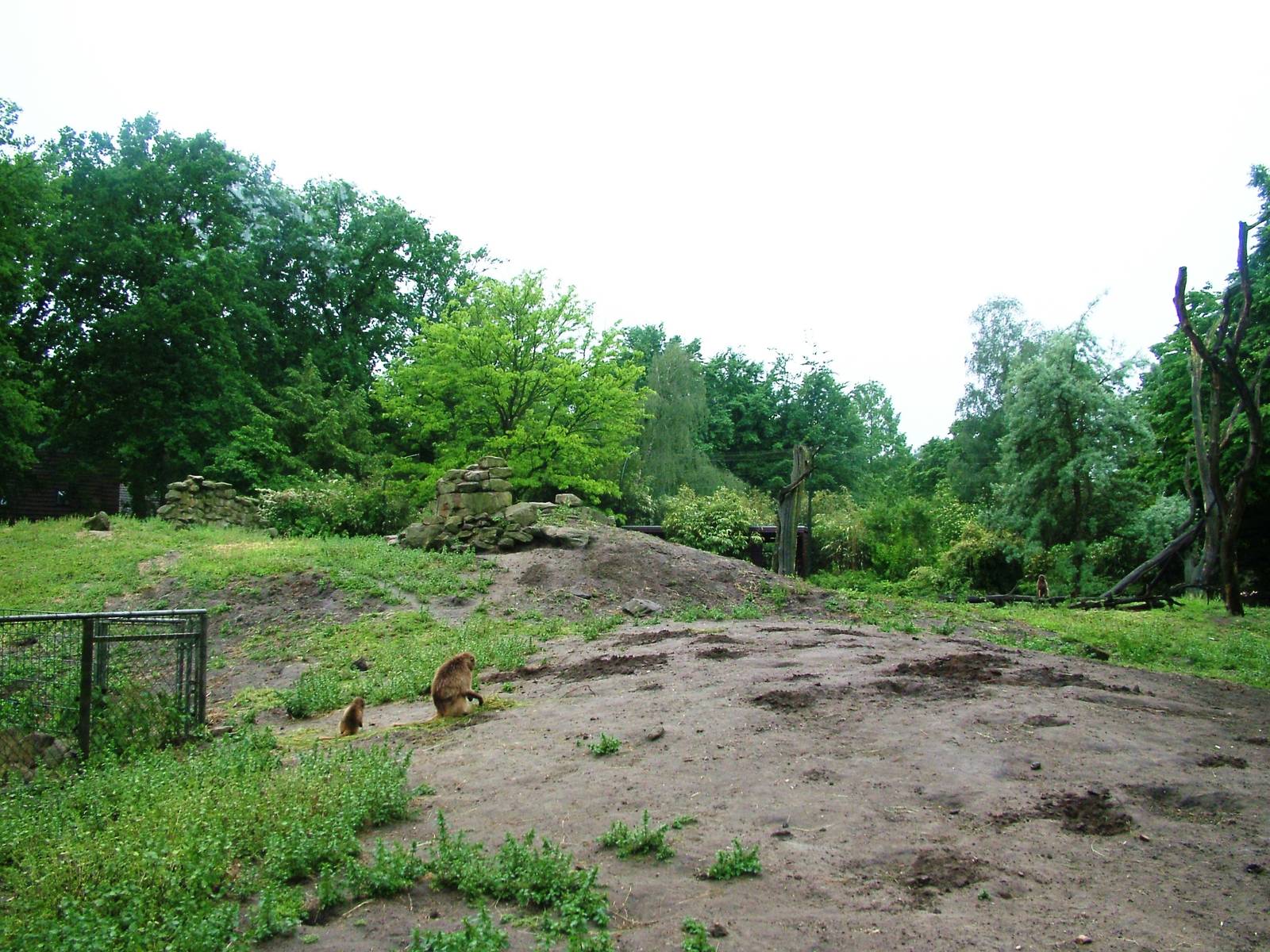 Gelada Exhibit at Rheine, 03/06/12