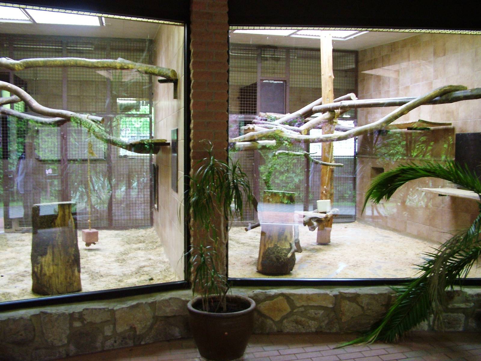 Gelada Exhibit at Rheine, 03/06/12