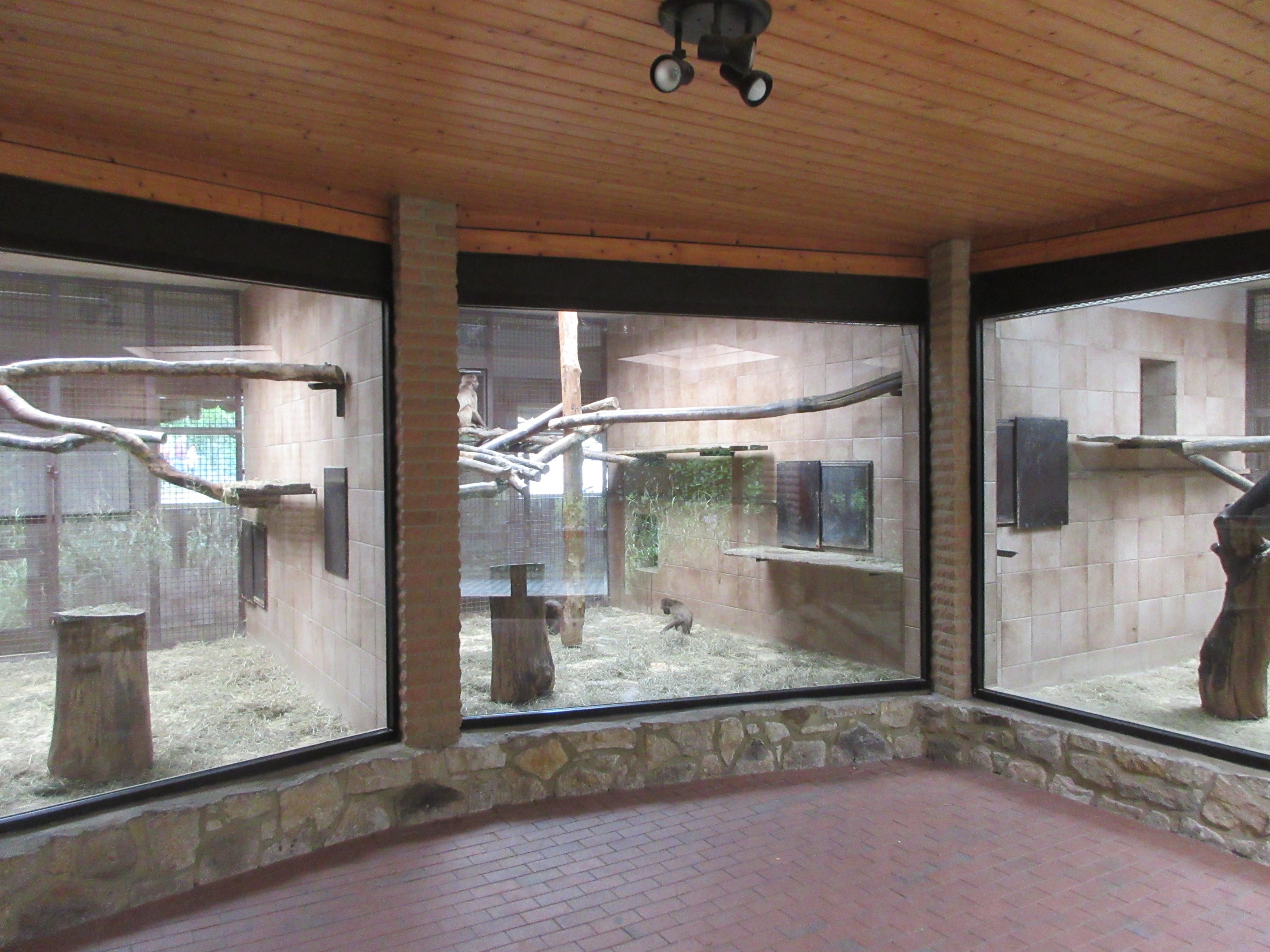 Gelada Exhibit - indoor enclosures