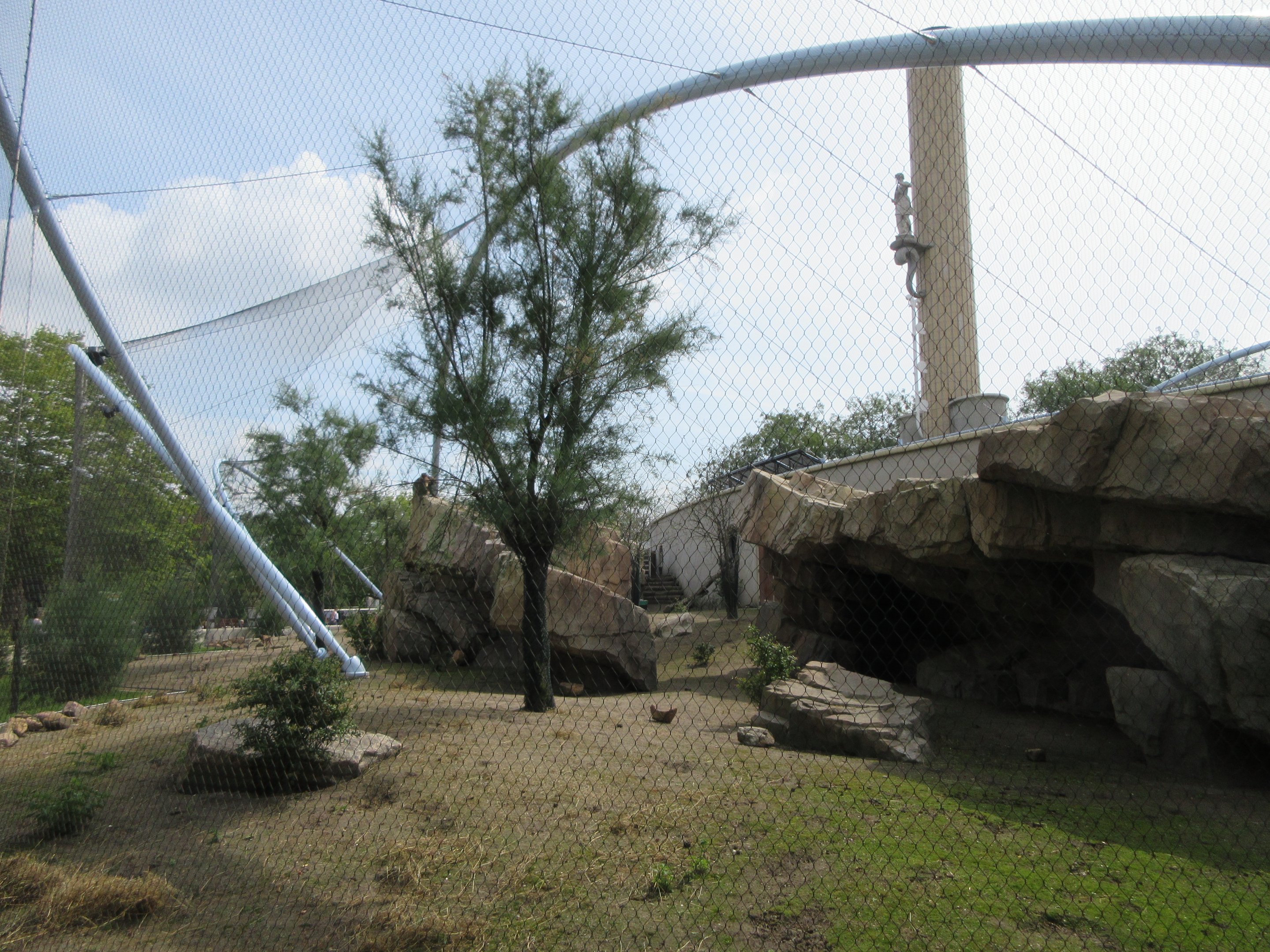 Gelada Exhibit (New in late 2018)