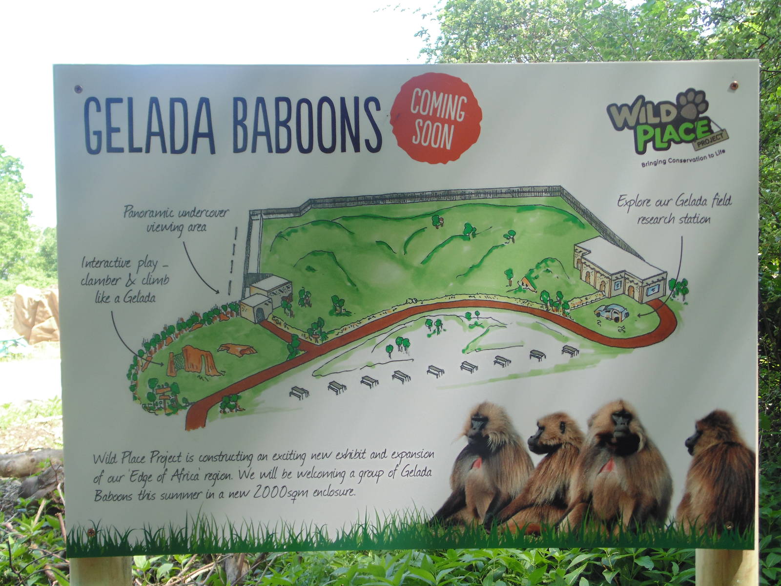 Gelada Exhibit Plans