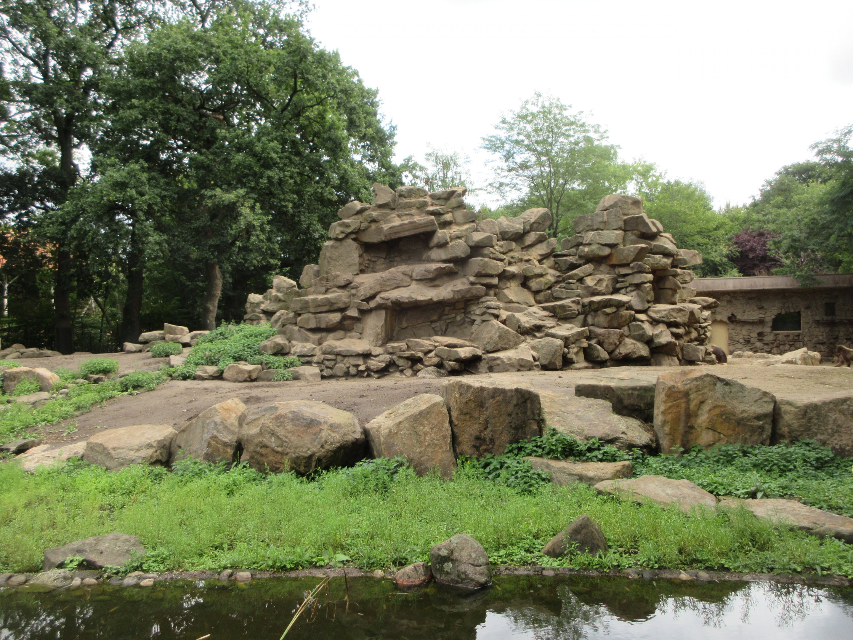 Gelada Exhibit (the zoo has 78 Geladas!)