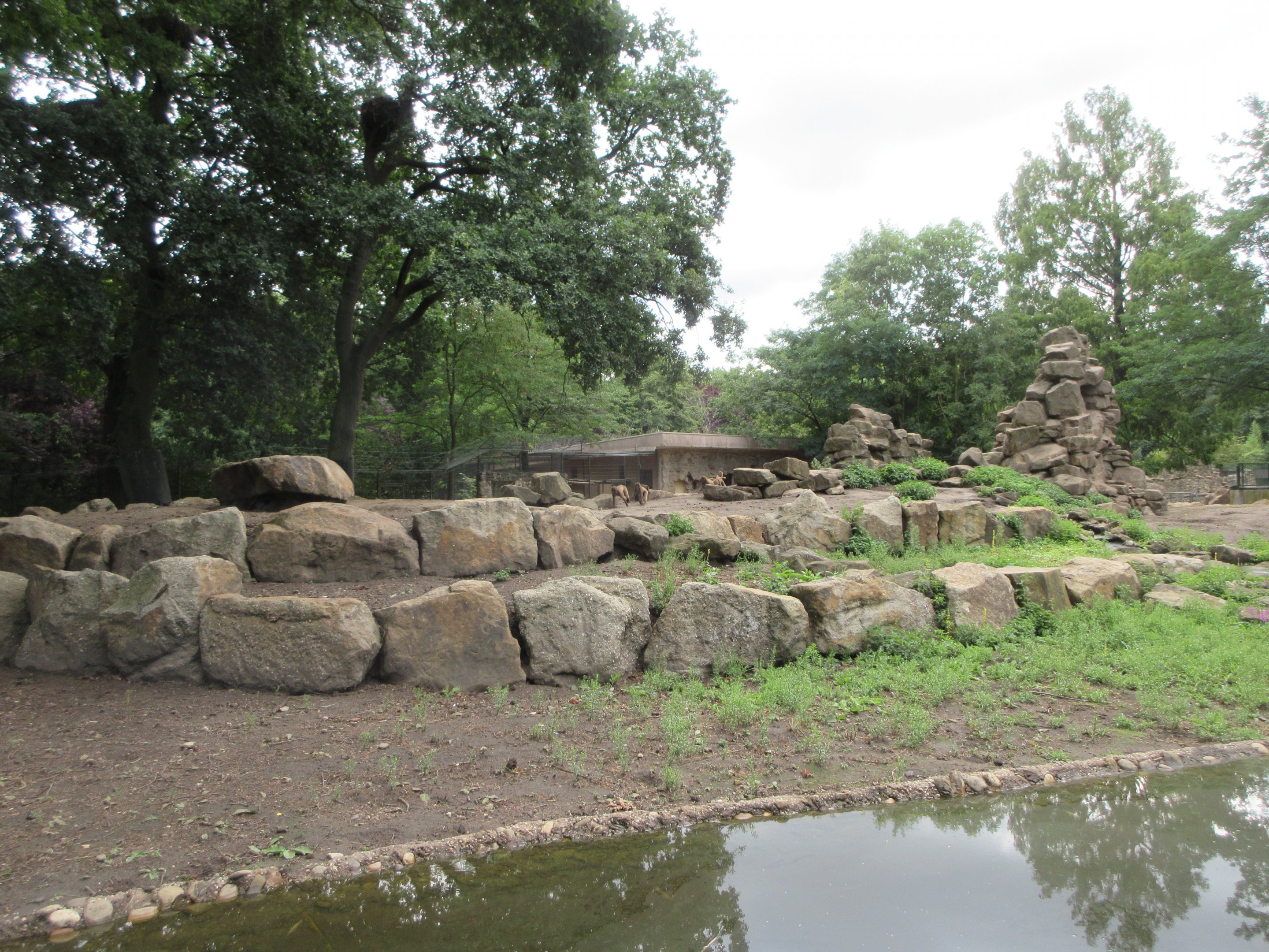 Gelada Exhibit (the zoo has 78 Geladas!)