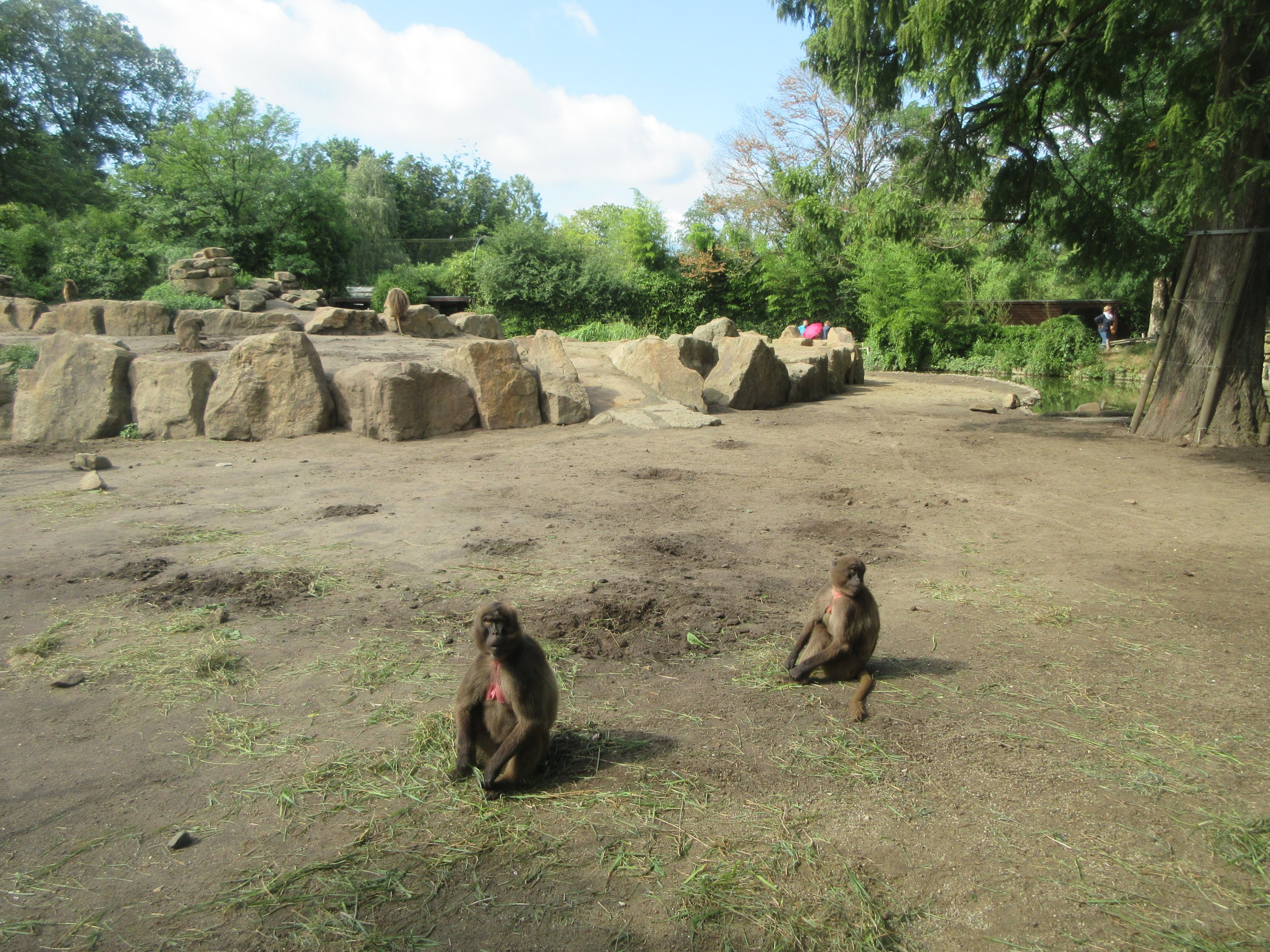 Gelada Exhibit (the zoo has 78 Geladas!)