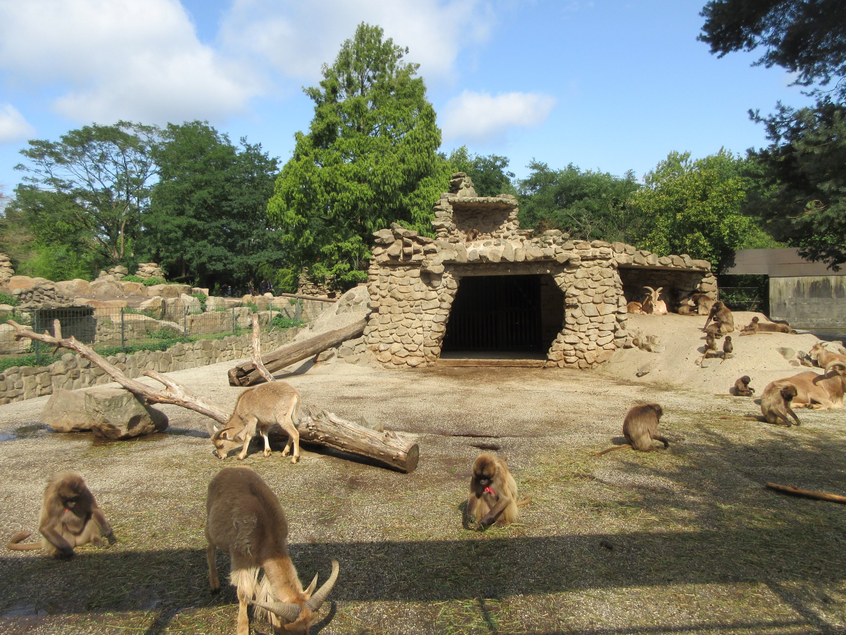 Gelada Exhibit (the zoo has 78 Geladas!)