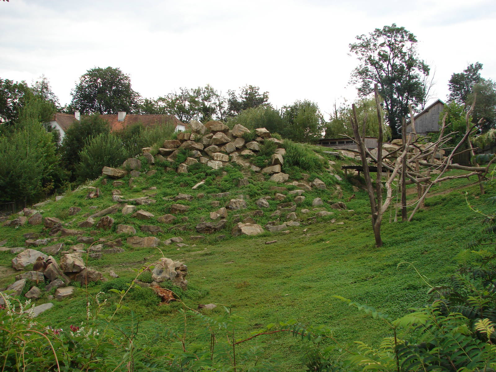 Gelada exhibit - Tierwelt Herberstein