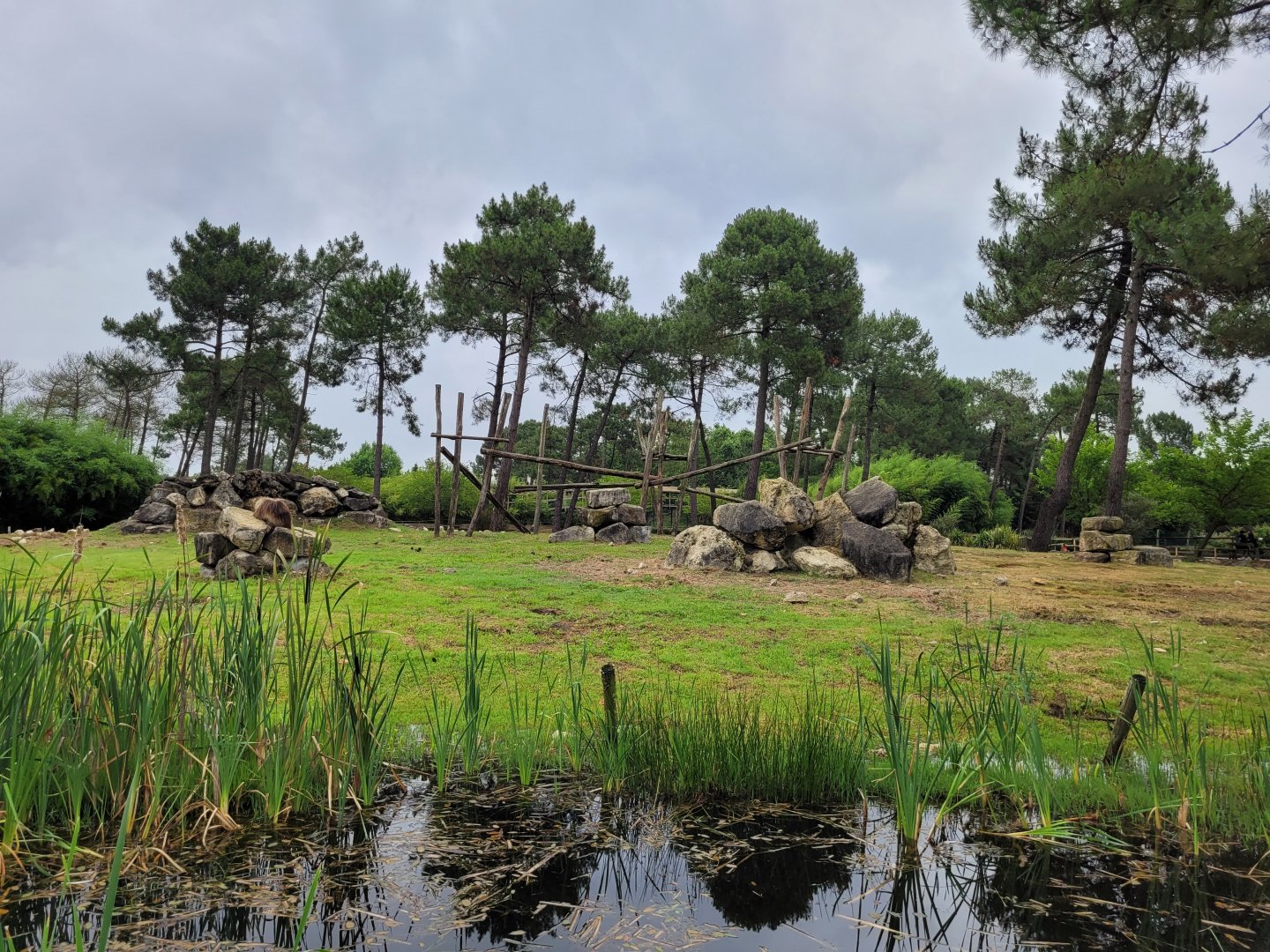 Gelada exhibit -Zoo du bassin d'Arcachon (2024)