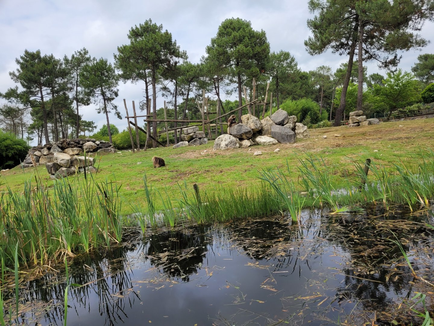 Gelada exhibit -Zoo du bassin d'Arcachon (2024)