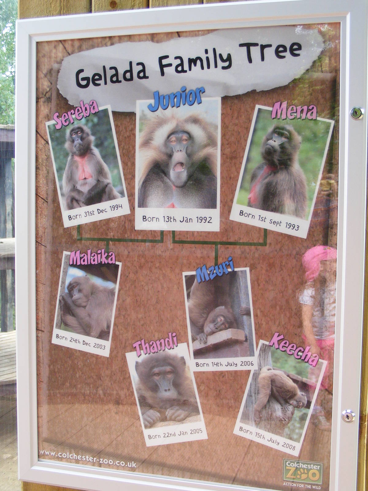 Gelada family tree 6 August 2009