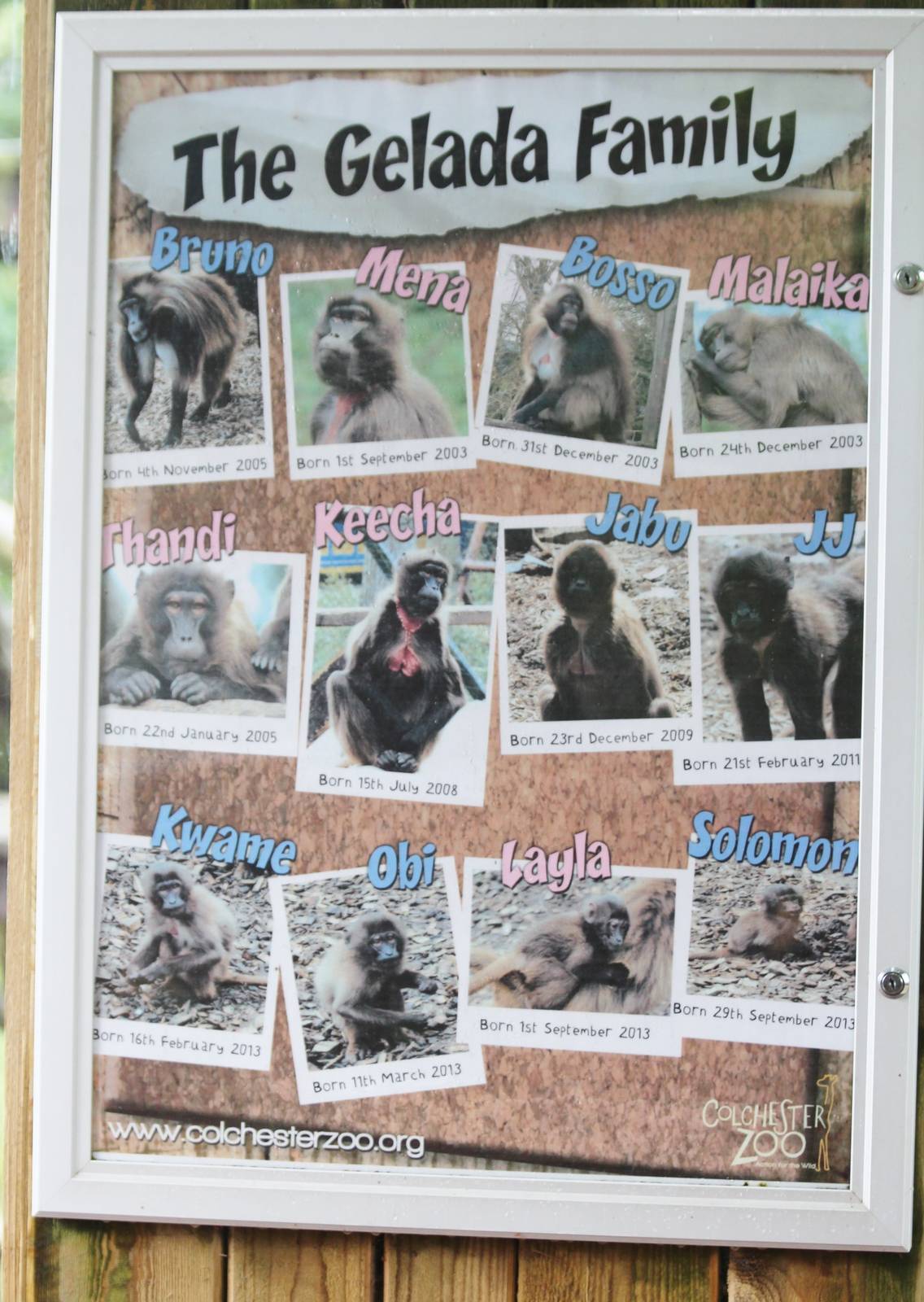 Gelada family tree board
