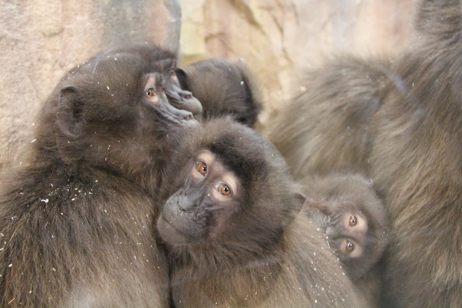 Gelada family