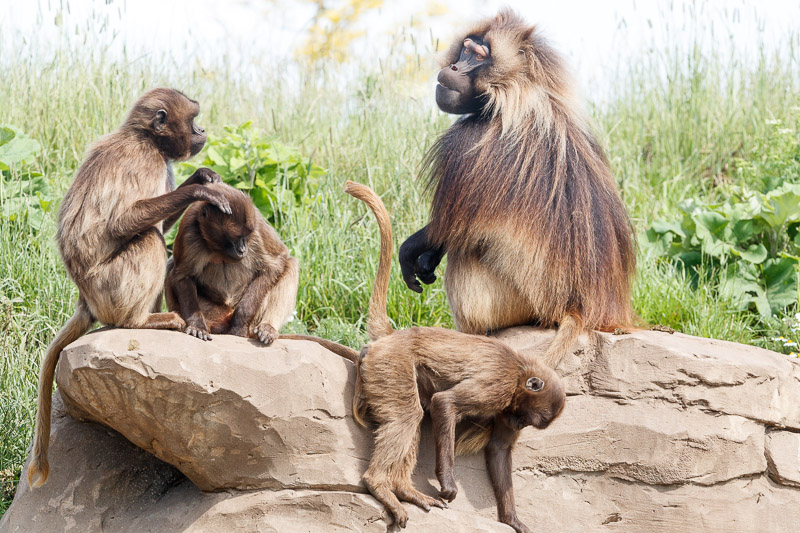 Gelada family