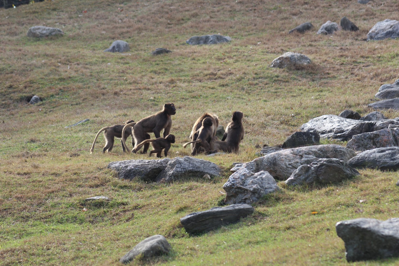 Gelada Family
