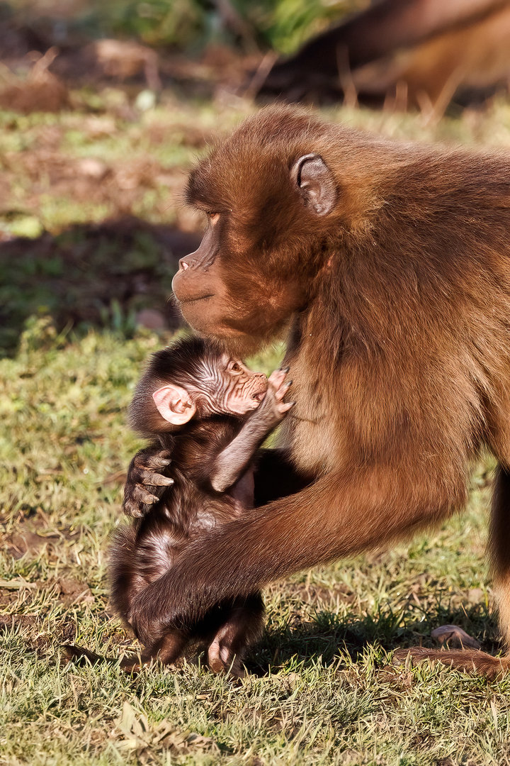 Gelada feeding infant