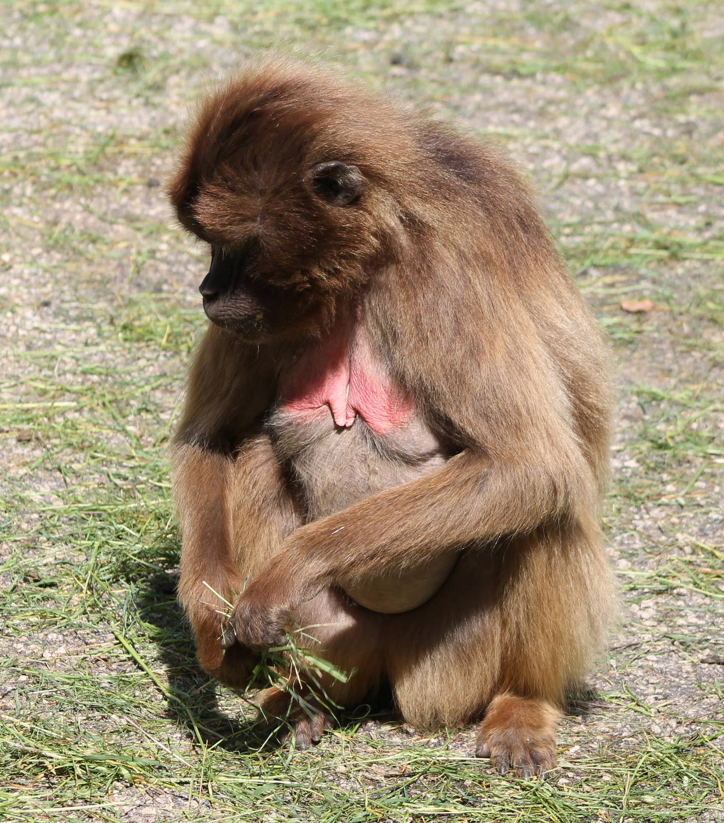 Gelada female