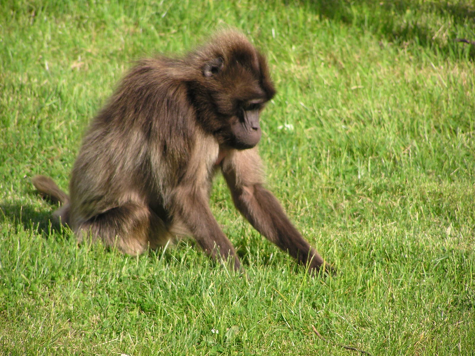 Gelada Female