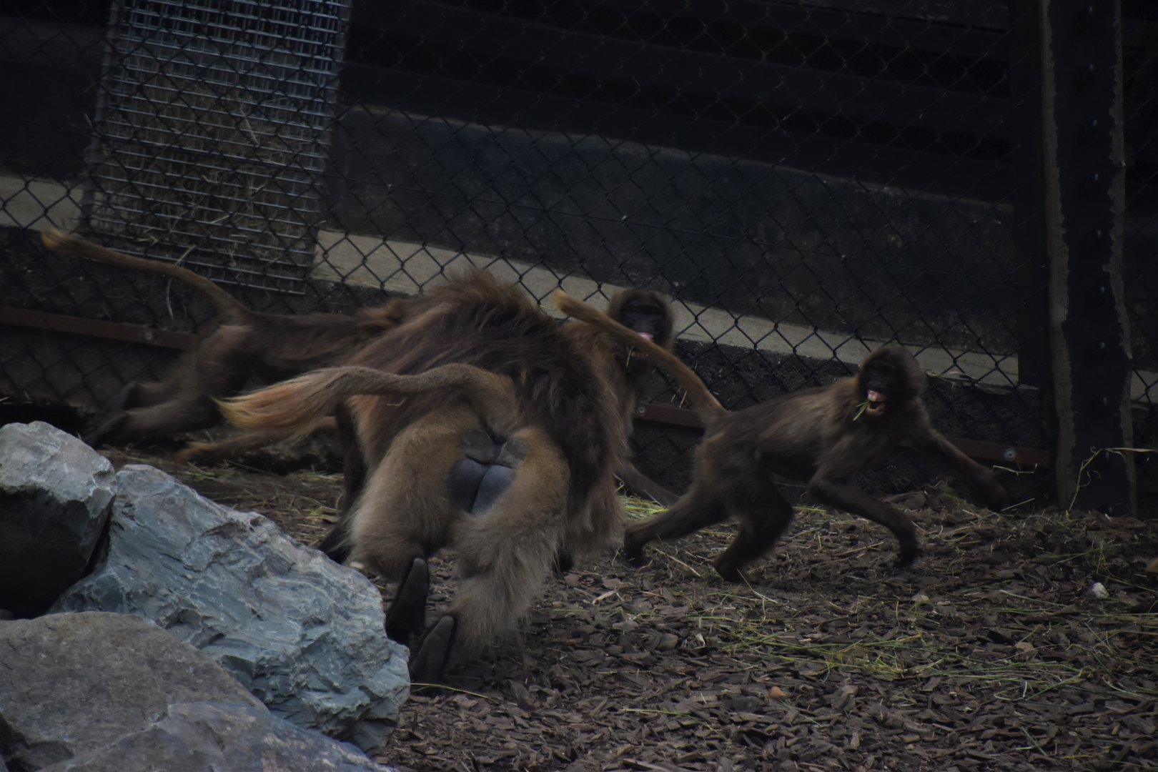 Gelada frenzy