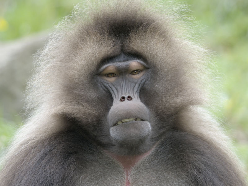 Gelada (frontal)