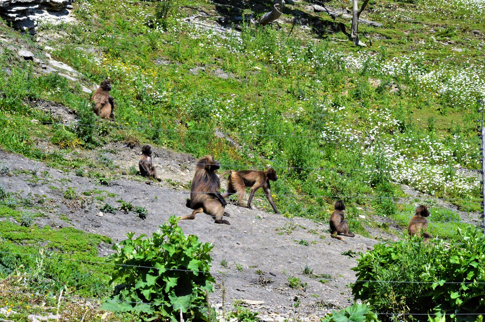 Gelada group