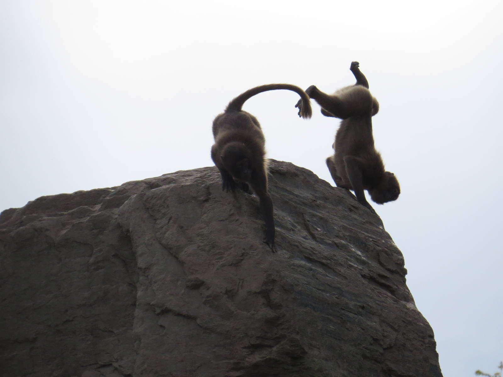 Gelada handstands, October 2014.