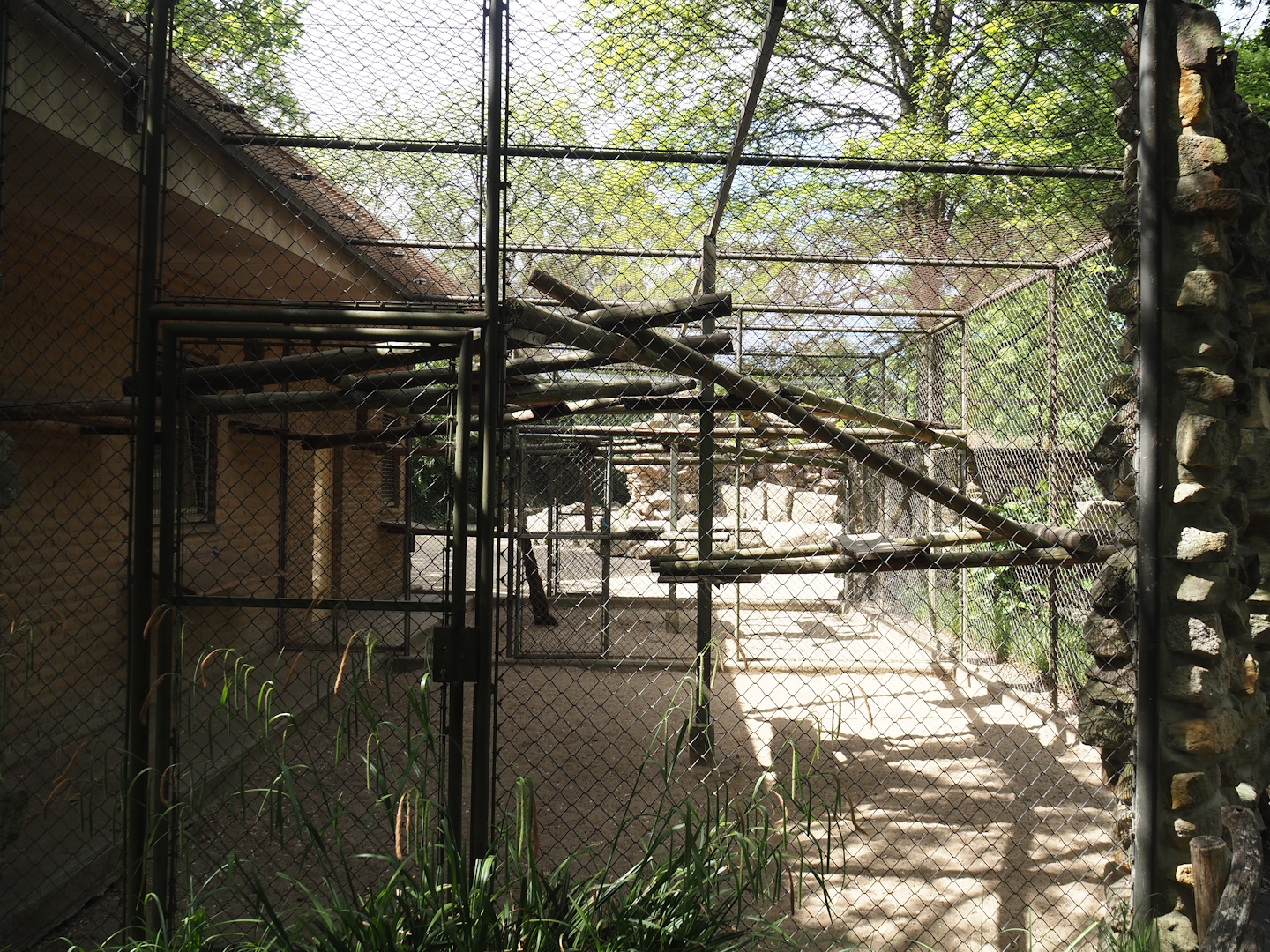 Gelada holding cage, 2025-05-22