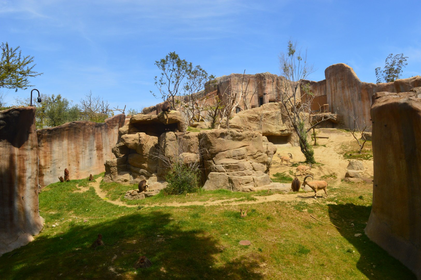 Gelada/Ibex Exhibit