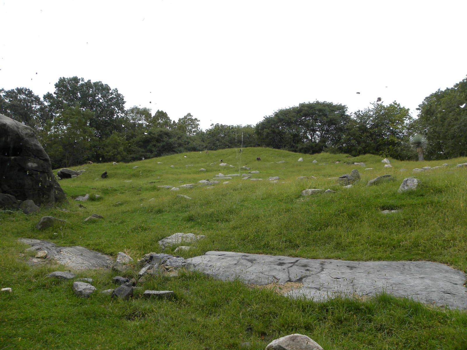 Gelada/Ibex/Hyrax Exhibit