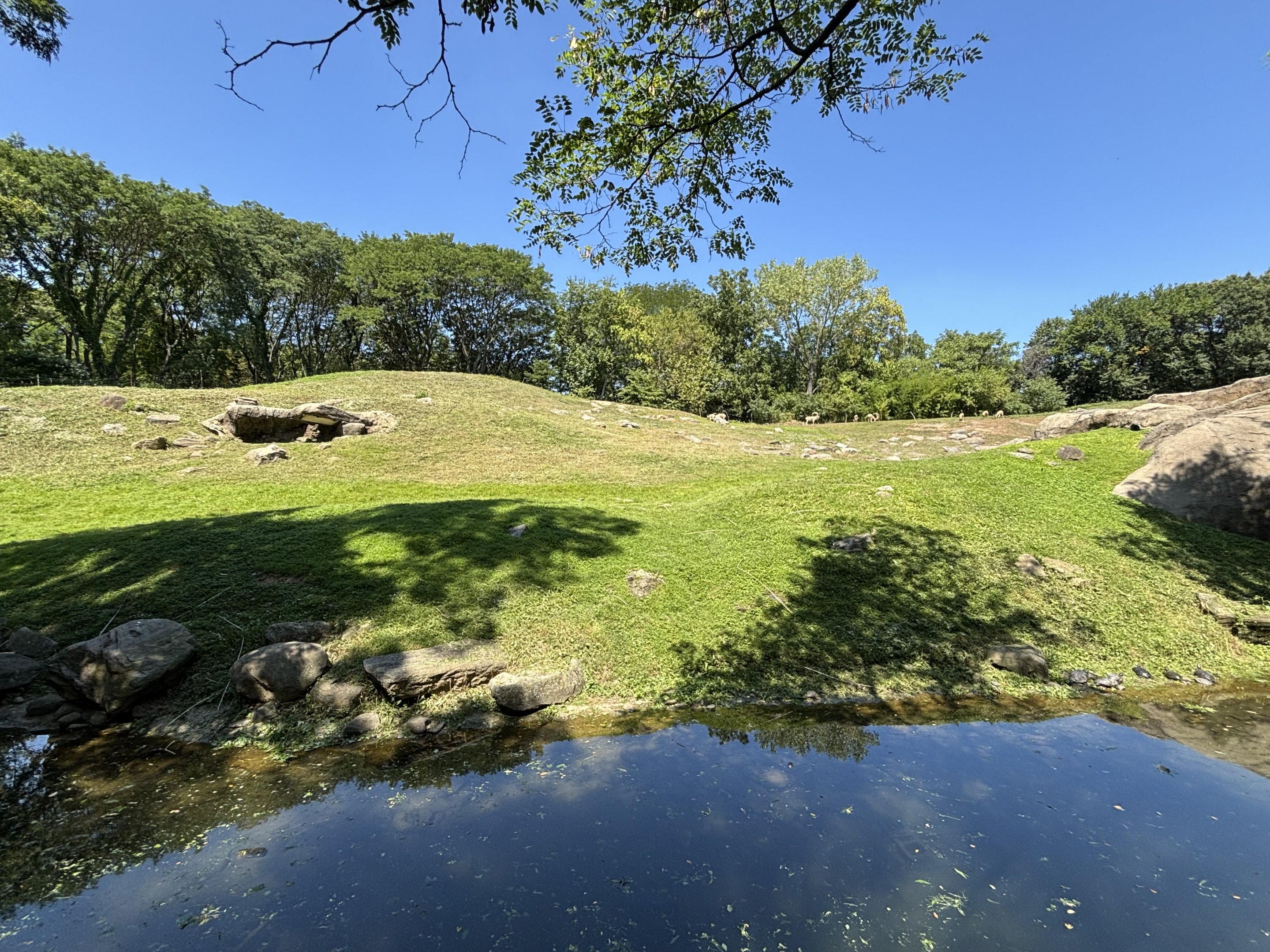 Gelada/Ibex/Rock Hyrax Exhibit