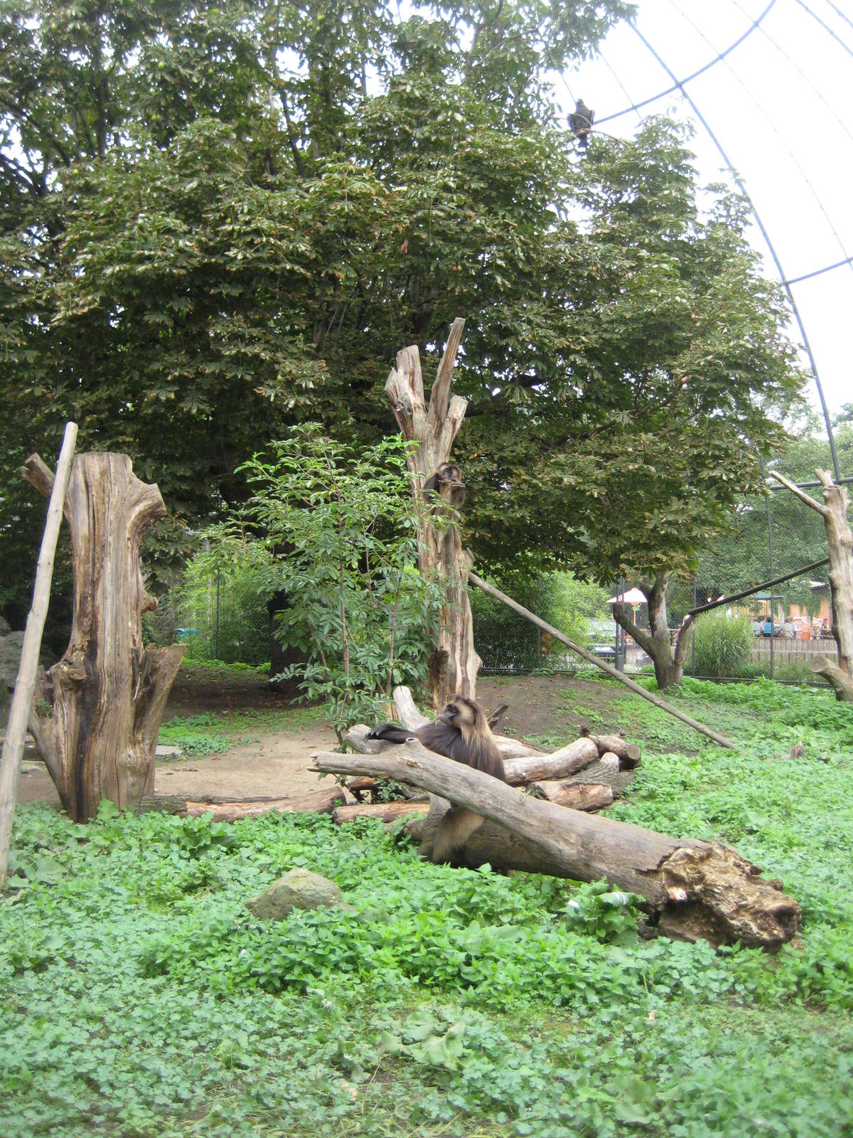 Gelada in Birds of Prey Aviary