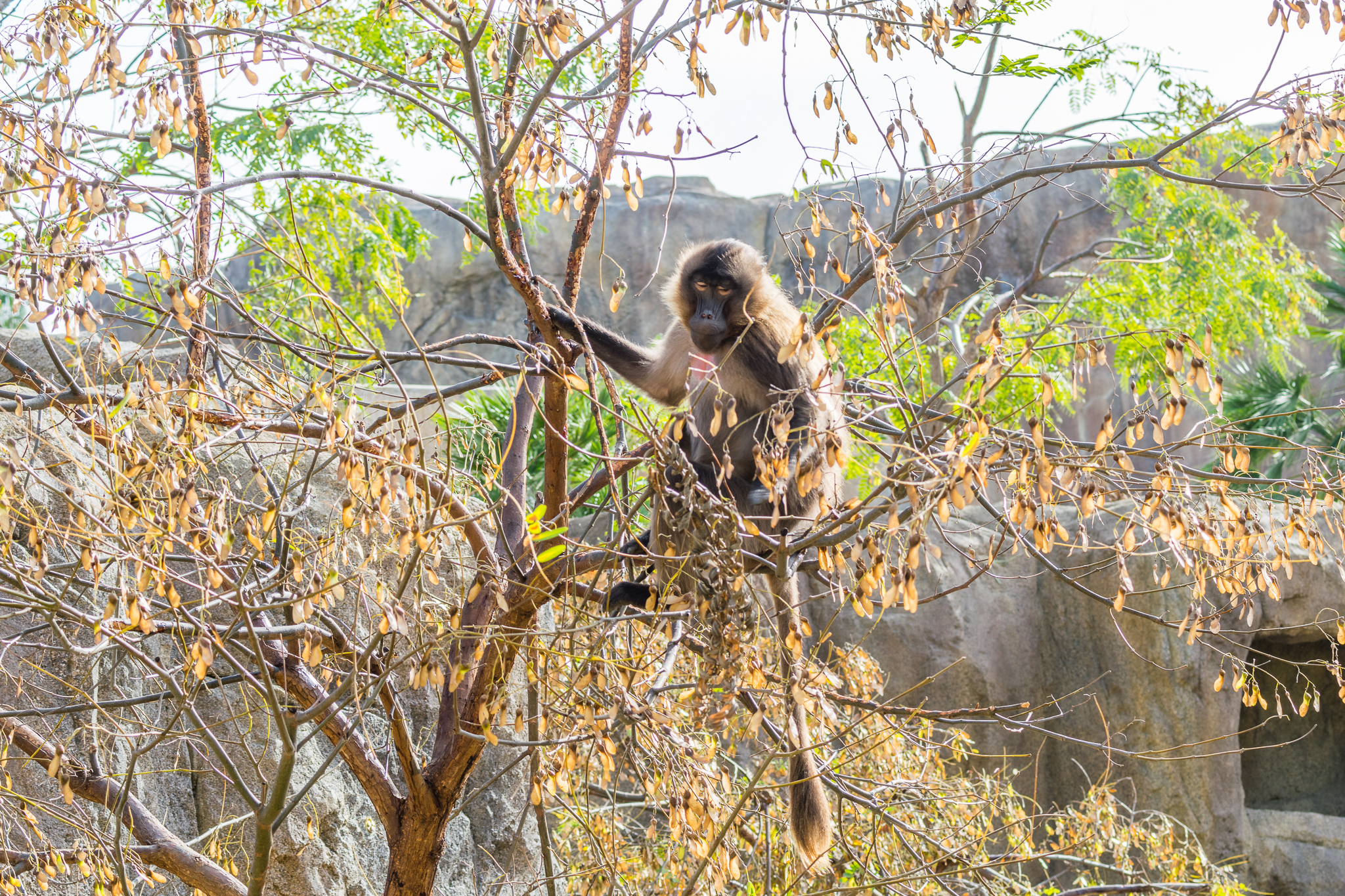 Gelada in the trees in the Ethiopian Highlands.