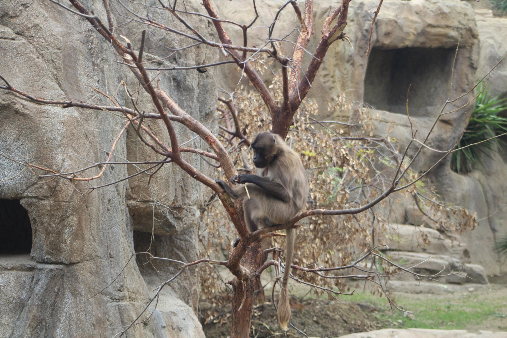 Gelada In Tree - Africa Rocks