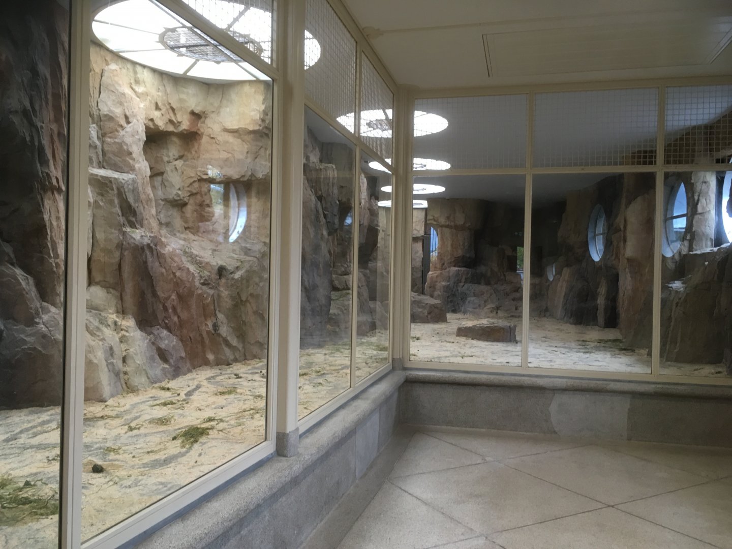 Gelada indoor area