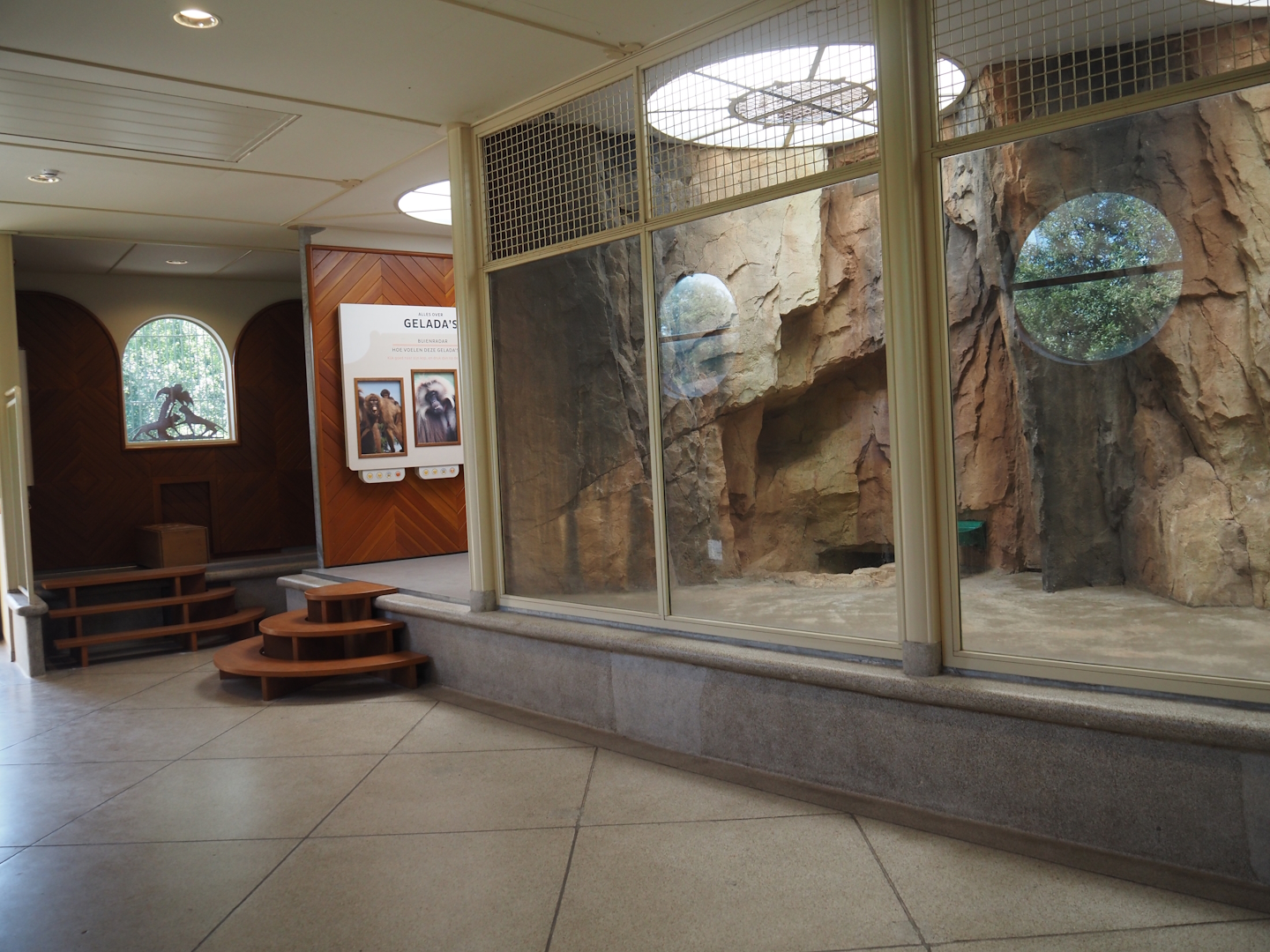 Gelada indoor exhibit and education area in renovated old predator house, 2024-06-30