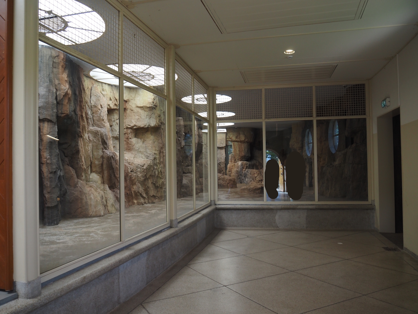 Gelada indoor exhibit in renovated old predator house, 2024-06-30