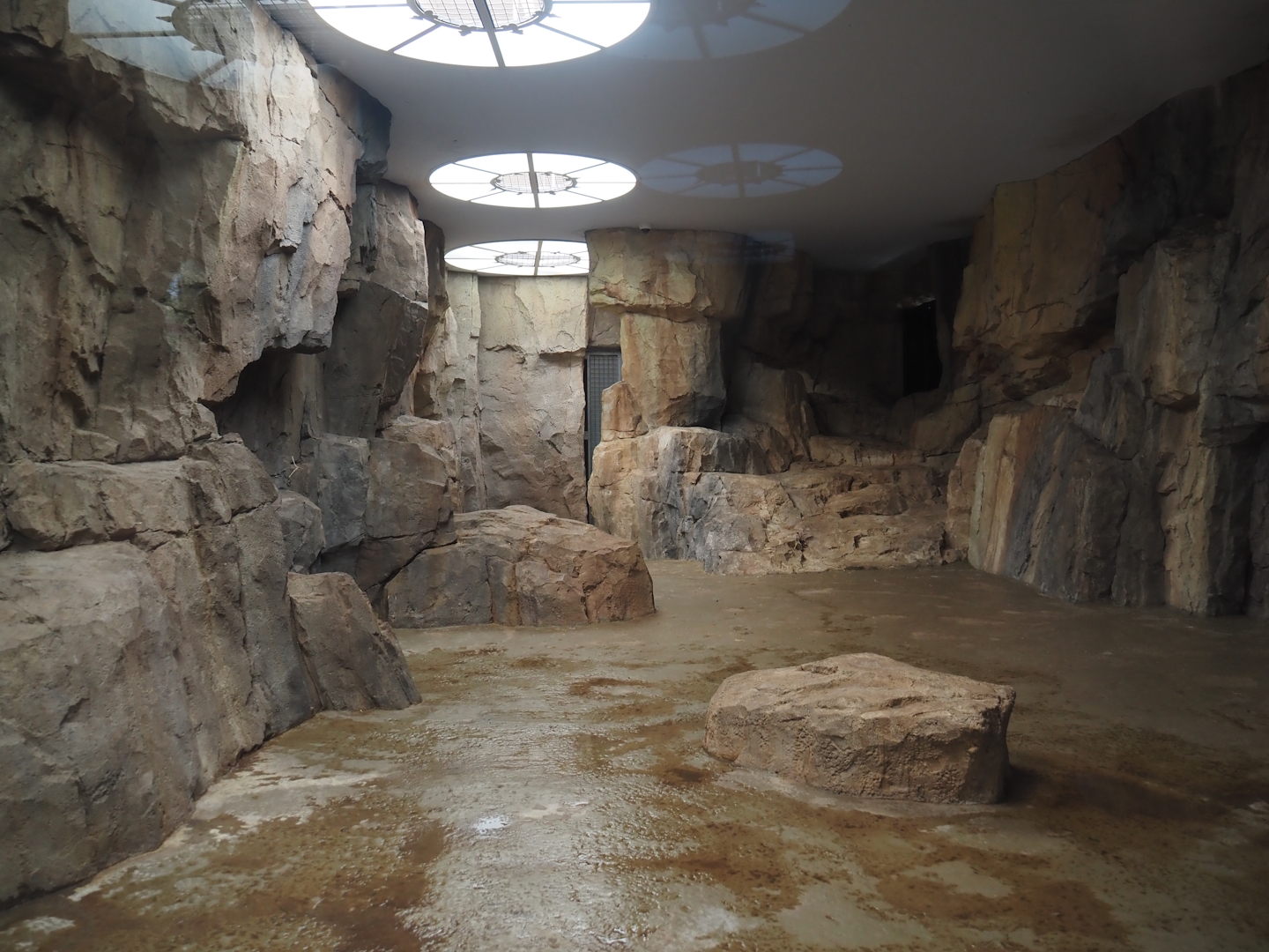 Gelada indoor exhibit in renovated old predator house, 2024-06-30