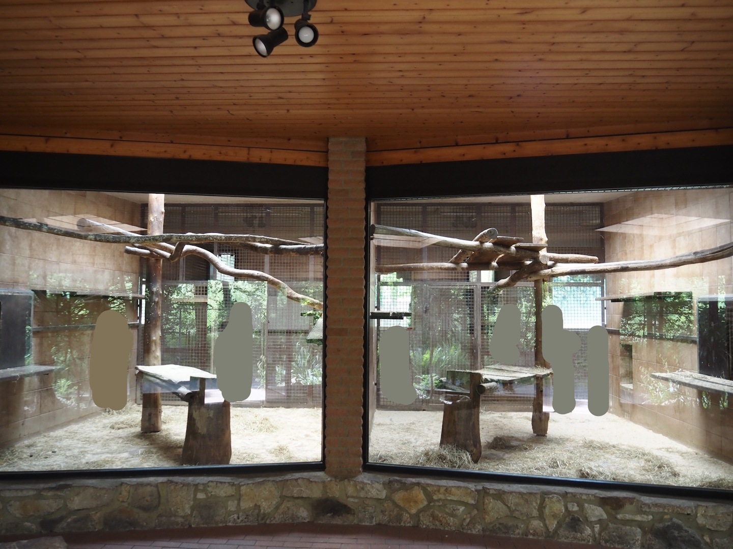 Gelada indoor housing, 2025-05-22