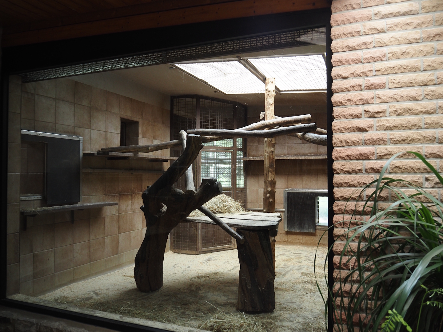 Gelada indoor housing, 2025-05-22