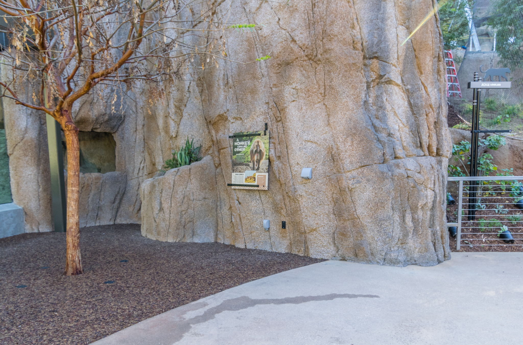 Gelada information sign.