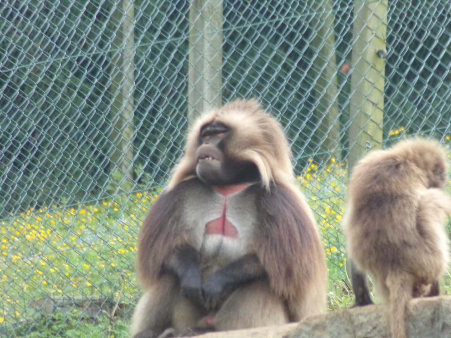 Gelada male 16.7.24