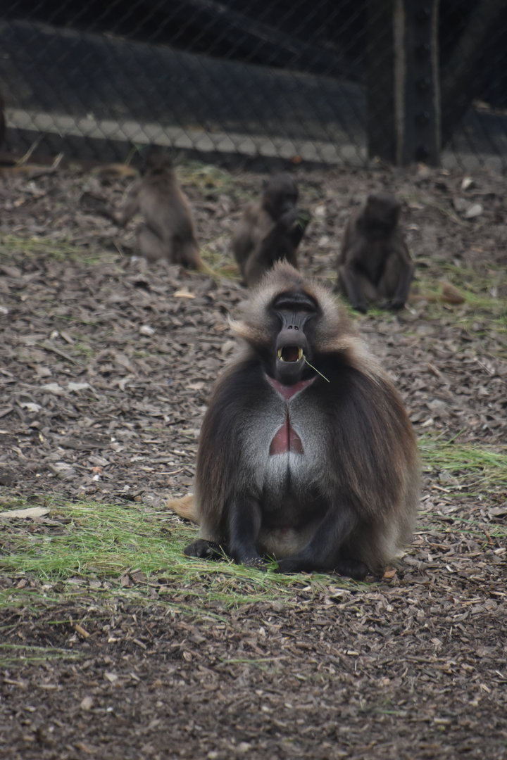 Gelada male (size comparison)